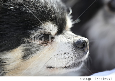 高齢犬の顔のアップ チワワ 高齢犬の顔のアップ チワワ 134416951
