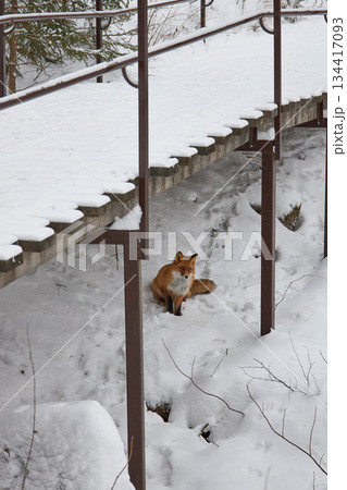 Red fox resting in deep snow under a wooden bridge, showcasing winter wildlife and animal survival in cold environments for nature concepts. Red fox resting in deep snow under a wooden bridge, showcasing winter wildlife and animal survival in cold environments for nature concepts. 134417093