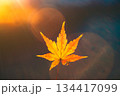 輝くもみじ 134417099