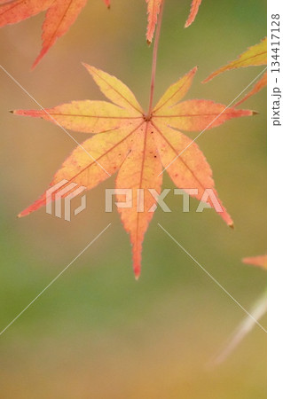 綺麗な紅葉 モミジの葉 秋イメージ 綺麗な紅葉 モミジの葉 秋イメージ 134417128