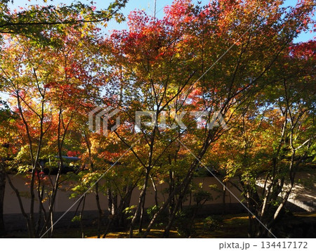 堺市 法道寺の紅葉 堺市 法道寺の紅葉 134417172