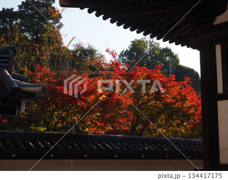 堺市 法道寺の紅葉 堺市 法道寺の紅葉 134417175