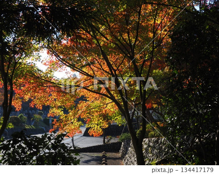 堺市　法道寺の紅葉 134417179