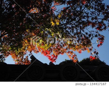 堺市 法道寺の紅葉 堺市 法道寺の紅葉 134417187