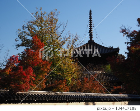 堺市　法道寺の紅葉 134417188