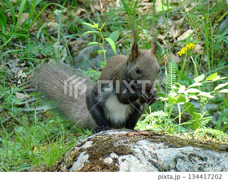 One small grey squirrel from Olkhon Island, with a fluffy tail, sits on a grey stone and cracks nuts.Animals of Olkhon Island. One small grey squirrel from Olkhon Island, with a fluffy tail, sits on a grey stone and cracks nuts.Animals of Olkhon Island. 134417202