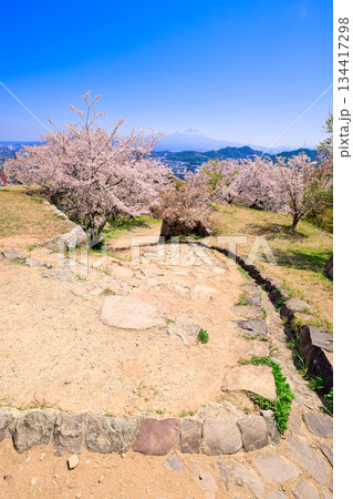 〈鳥取県〉米子城跡 鉄御門跡の桜と大山 4月 〈鳥取県〉米子城跡 鉄御門跡の桜と大山 4月 134417298
