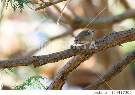 餌を捕るキクイタダキ 134417309