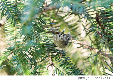 キクイタダキ 134417314