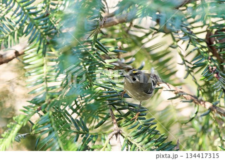 キクイタダキ 134417315