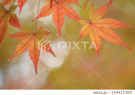 綺麗な紅葉 モミジの葉 秋イメージ 綺麗な紅葉 モミジの葉 秋イメージ 134417369