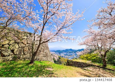 〈鳥取県〉米子城跡 鉄御門跡の桜と大山 4月 〈鳥取県〉米子城跡 鉄御門跡の桜と大山 4月 134417408