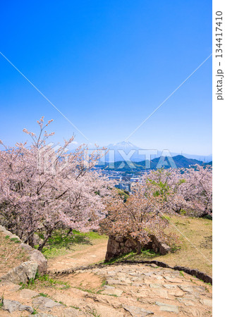 〈鳥取県〉米子城跡 鉄御門跡の桜と大山 4月 〈鳥取県〉米子城跡 鉄御門跡の桜と大山 4月 134417410
