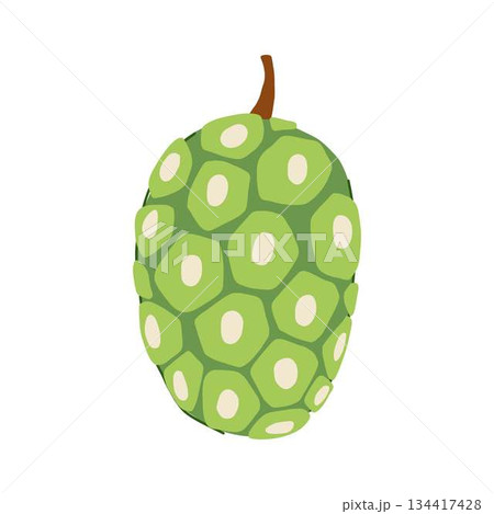 Noni fruit vector illustration, tropical superfood concept Noni fruit vector illustration, tropical superfood concept 134417428