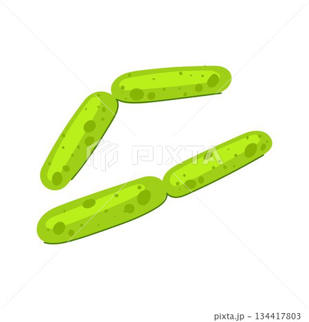 Healthy lactobacilli bacteria forming gut microbiome concept 134417803