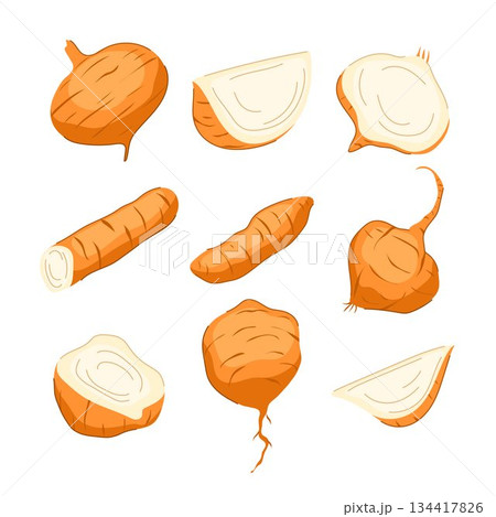 Jicama root and slices isolated vector illustration set 134417826