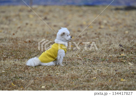 ドッグランで遊ぶトイプードル 134417827