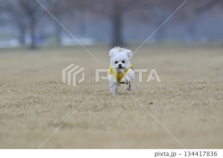 ドッグランで遊ぶトイプードル 134417836