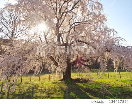 桜満開の安曇野市 岩原の大しだれ桜 桜満開の安曇野市 岩原の大しだれ桜 134417894