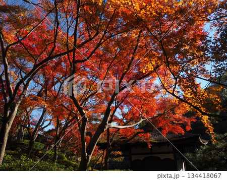 和歌山城公園の紅葉 134418067