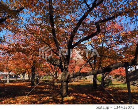 和歌山城公園の紅葉 134418073