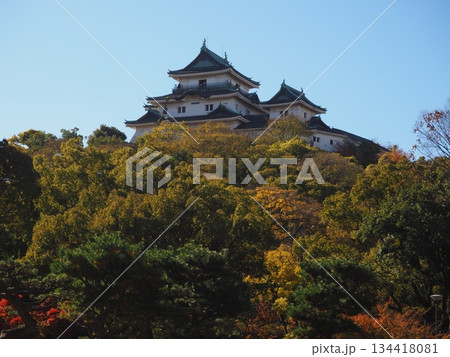 和歌山城公園の紅葉 134418081