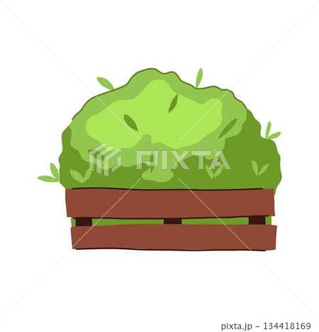 Lush green hedge growing in wooden planter box Lush green hedge growing in wooden planter box 134418169