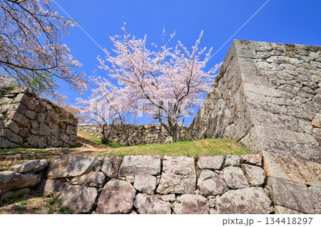 〈鳥取県〉米子城跡の桜　四重櫓台　小天守台石垣の隅角 134418297
