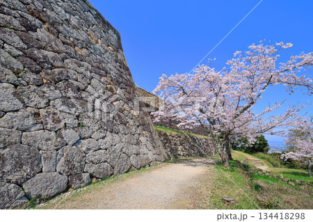 〈鳥取県〉米子城跡の桜　四重櫓台　小天守台石垣の隅角　4月 134418298