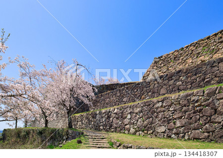 〈鳥取県〉米子城跡と桜　大天守の石垣　4月 134418307