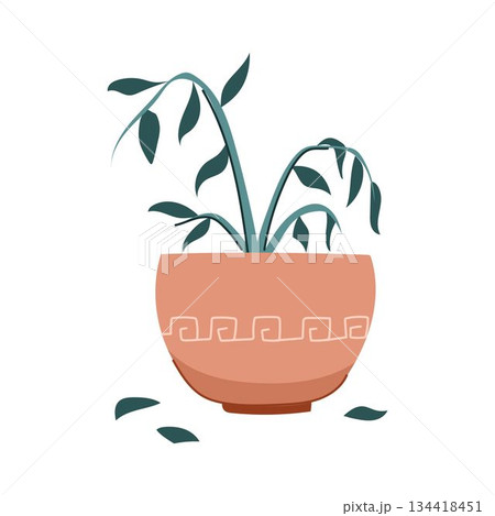 Dying plant with wilting leaves in terracotta pot 134418451