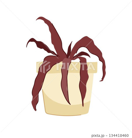 Dying houseplant with wilted leaves in a pot Dying houseplant with wilted leaves in a pot 134418460