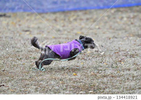 ドッグランで遊ぶチワプー ミックス犬 (チワワ×プードル) ドッグランで遊ぶチワプー ミックス犬 (チワワ×プードル) 134418921