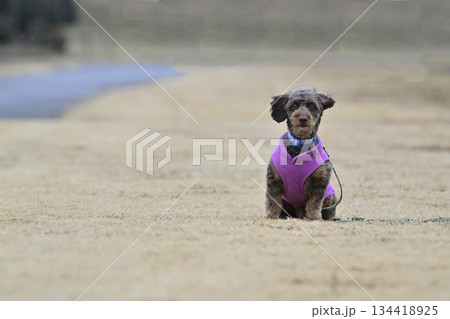 ドッグランで遊ぶチワプー　ミックス犬　（チワワ×プードル） 134418925