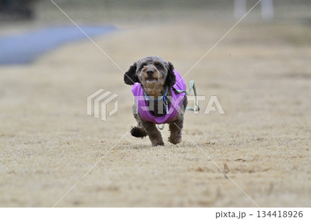 ドッグランで遊ぶチワプー　ミックス犬　（チワワ×プードル） 134418926