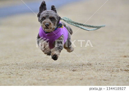 ドッグランで遊ぶチワプー ミックス犬 (チワワ×プードル) ドッグランで遊ぶチワプー ミックス犬 (チワワ×プードル) 134418927