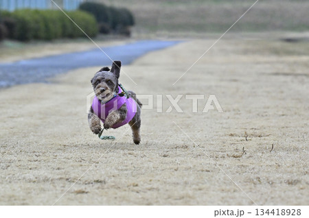 ドッグランで遊ぶチワプー　ミックス犬　（チワワ×プードル） 134418928