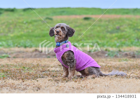ドッグランで遊ぶチワプー ミックス犬 (チワワ×プードル) ドッグランで遊ぶチワプー ミックス犬 (チワワ×プードル) 134418931