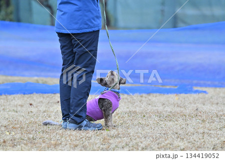 ドッグランで遊ぶ女性とチワプー　ミックス犬（チワワ×プードル） 134419052
