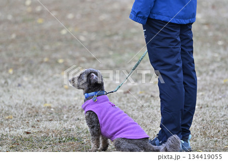 ドッグランで遊ぶ女性とチワプー ミックス犬(チワワ×プードル) ドッグランで遊ぶ女性とチワプー ミックス犬(チワワ×プードル) 134419055