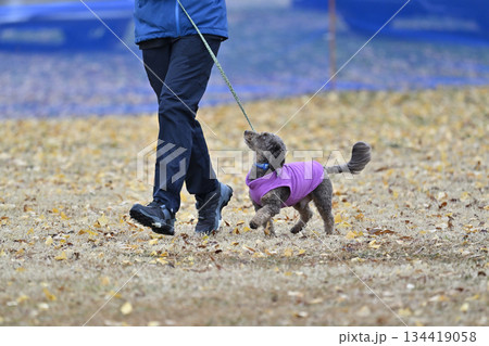 ドッグランで遊ぶ女性とチワプー ミックス犬(チワワ×プードル) ドッグランで遊ぶ女性とチワプー ミックス犬(チワワ×プードル) 134419058