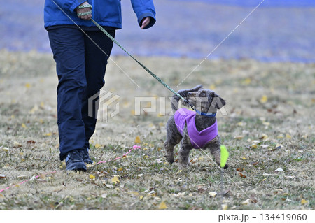 ドッグランで遊ぶ女性とチワプー　ミックス犬（チワワ×プードル） 134419060