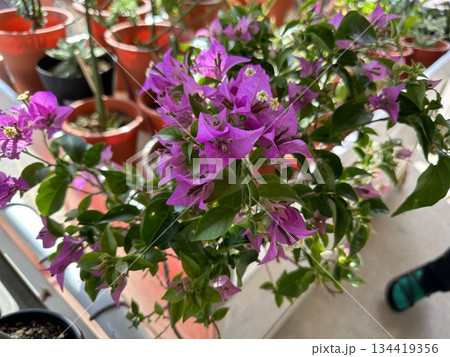 ブーゲンビリア 134419356