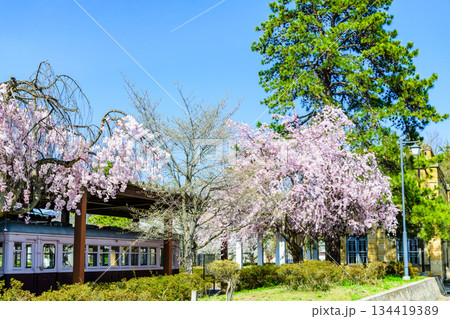 桜満開　山形県高畠町の旧高畑駅 134419389