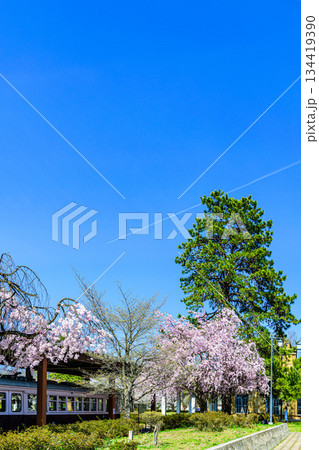桜満開　山形県高畠町の旧高畑駅 134419390