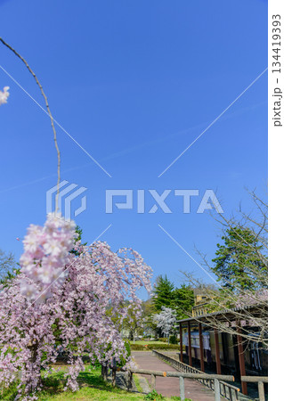 桜満開　山形県高畠町の旧高畑駅 134419393