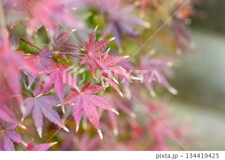 赤く色づいたもみじの葉 赤く色づいたもみじの葉 134419425