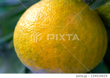 黄色に色づいた柑橘類の果実 134419429