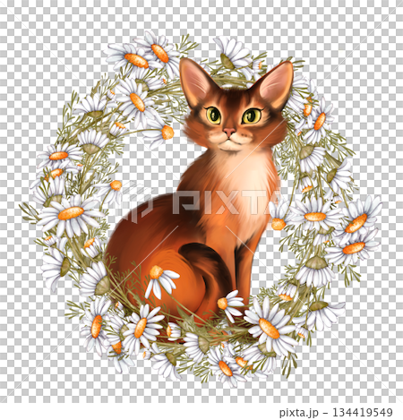 Hand-drawn Illustration of cute red cat sitting inside a wreath of white daisy flowers and green leaves. Design for spring greeting card, pet care decor or stationery 134419549