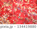 九品仏浄真寺の紅葉・5 134419880